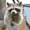 アライグマの鳴き声を集めてみた！動画と文字情報の両方でチェックしてみよう