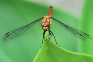 Thumbnail of post image 145