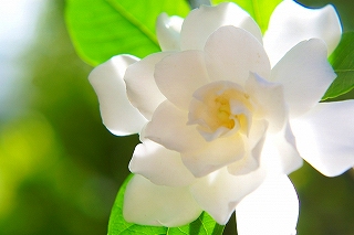 くちなしの花は縁起が悪い 大丈夫 そんなうわさを一掃しよう 60爺の手習い