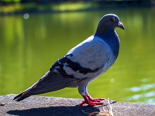 鳩 が 巣 を 作る 家 縁起