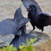 カラスに頭を蹴られたが縁起がいい？蹴られる理由から追いかけてみた