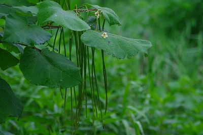 キササゲの葉が茂っている写真