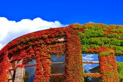 農試公園ツインキャップ