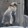 フンボルトペンギンの名前の由来は生息地！ガッツリと掘り下げます