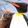 キングペンギンが「たわし」って何？ヒナの存在感と見た目のイメージ