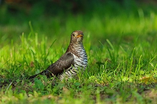 Thumbnail of post image 093