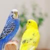 セキセイインコの鳴き声を収集！動画と文字情報のふたつで確認しよう