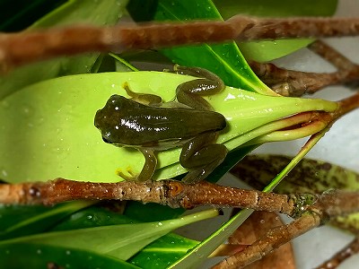 かえるの画像