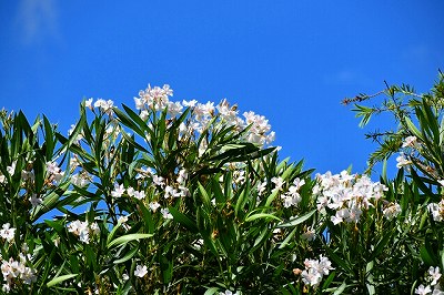 キョウチクトウの画像1