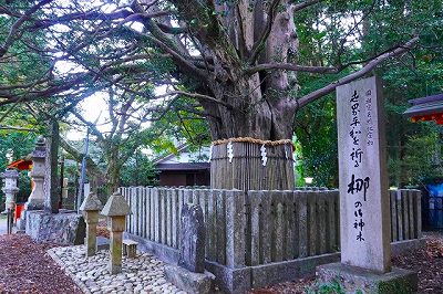 熊野速玉神社の梛のご神木の画像
