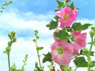 タチアオイの花の画像