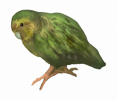 カカポのイラスト