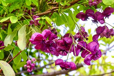 アケビの花の画像