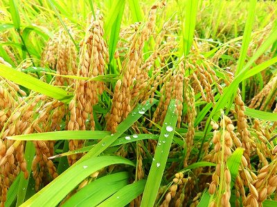 稲の穂先