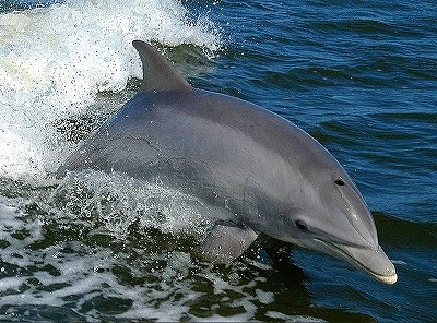 バンドウイルカ