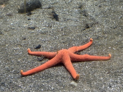 ヒトデの画像