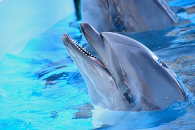 イルカの鋭い歯