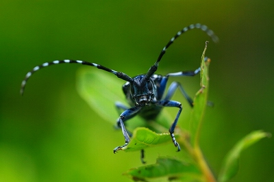カミキリムシの触覚