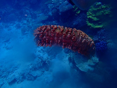 ナマコはヒトデと同じ棘皮動物に分類される