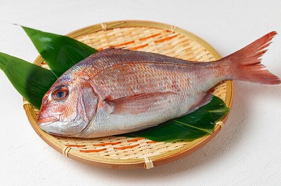 鯛の画像