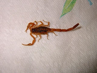 サソリは何類の動物?分類・理由・食性・仲間まで徹底解説 | 60爺の手習い