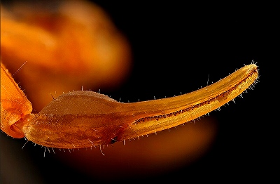 サソリの触肢(はさみ)