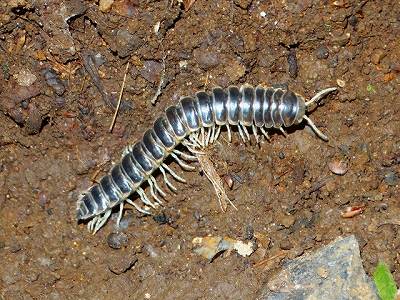 ニクイロババヤスデ