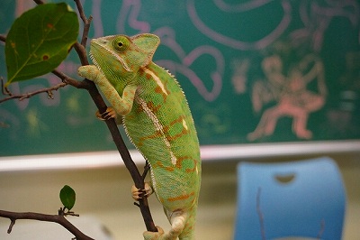 カメレオンの画像