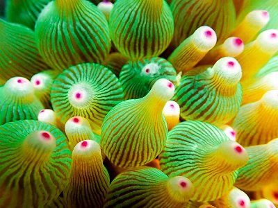 サンゴイソギンチャクの画像