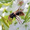 スズメバチ天敵アイキャッチ