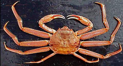 オオズワイガニ