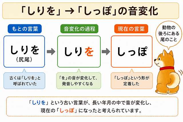「しりお」→「しっぽ」の音変化